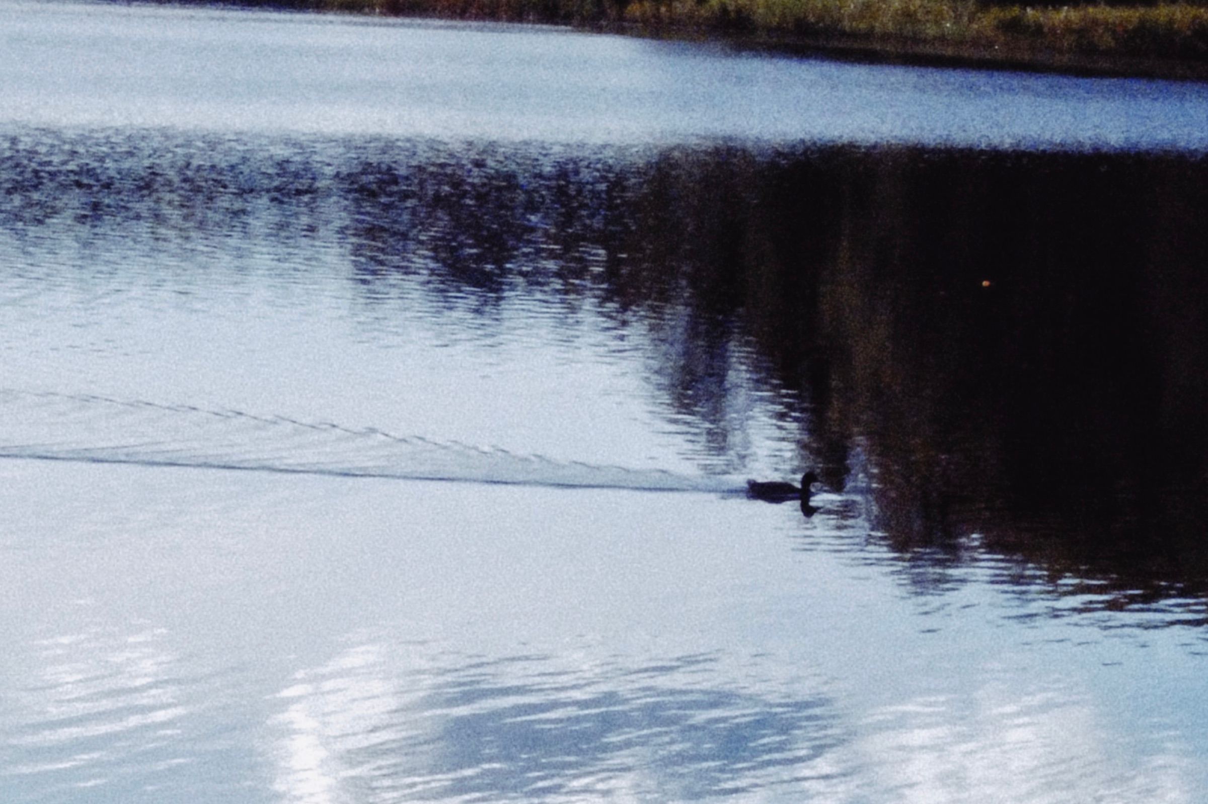 Lago en calma con la estela de un ave