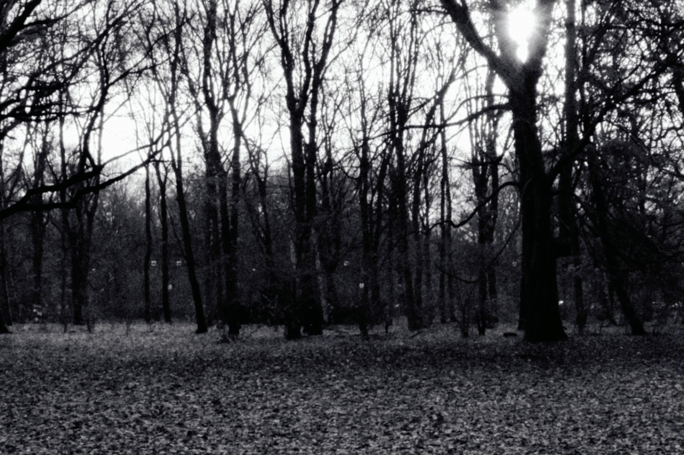 Árboles desnudos en blanco y negro