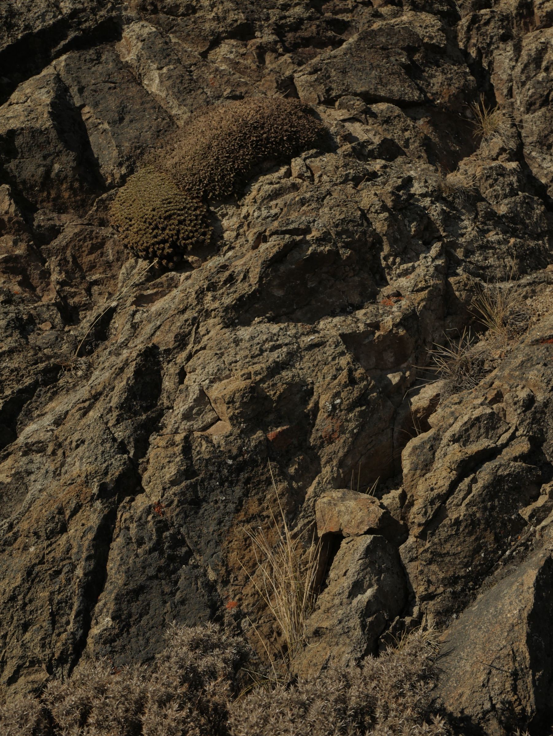 Textura de roca con matas en la ladera